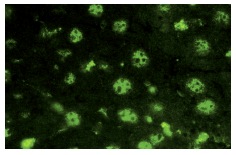 NCoA-3 (M-397): sc-9119. Immunofluorescence staining of normal mouse liver frozen section showing nuclear staining.