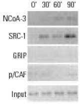 ChIP analysis of cofactor occupancy dynamics on the <i>IL</i>-<i>8</i> promoter in 293 cells in response to IL-1β treatment. Antibodies tested include NCoA-3 (F-2): sc-5305, NCoA-3 (M-397): sc-9119, NCoA-3 (N-17): sc-7217, NCoA-3 (C-20): sc-7216, SRC-1 (M-341): sc-8995, SRC-1 (C-20): sc-6096, SRC-1 (M-20): sc-6098, GRIP1 (M-343): sc-8996, PCAF (C-16): sc-6300 and PCAF (H-369): sc-8999. Data kindly provided by M.G. Rosenfeld and reproduced with permission from Baek <i>et al</i>., Cell 2002, 110: 55-67.