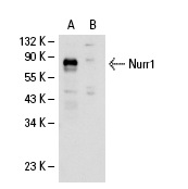 Nurr1 (E-20): sc-990. Western blot analysis of Nurr1 expression in human Nurr1 transfected: sc-112240 (A) and non-transfected: sc-110760 (B) 293 whole cell lysates.