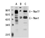 Nurr1/Nur77 (E-20): sc-990. Western blot analysis of Nurr1 and Nur77 expression in human Nur77 transfected 293: sc-112240 (A), non-transfected 293: sc-110760 (B) and HeLa (C) whole cell lysates.