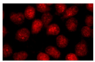 Nurr1/Nur77 (E-20): sc-990. Immunofluorescence staining of methanol-fixed HeLa cells showing nuclear localization.