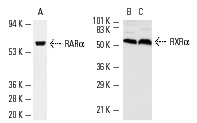 Western blot analysis of RARα (A) and RXRα (B,C) expression in HeLa (A) nuclear extract and NIH/3T3 (B) and KNRK (C) whole cell lysates. Antibodies tested include RARα (C-20): sc-551 (A) and RXRα (D-20): sc-553 (B,C).