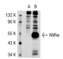 RARα (C-20): sc-551. Western blot analysis of RARα expression in non-transfected: sc-117752 (A) and human RARα transfected: sc-117323 (B) 293T whole cell lysates.