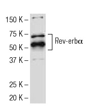 Rev-erbα (RS-14): sc-100910. Western blot analysis of Rev-erbα expression in HeLa nuclear extract.