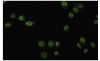 Rev-erbα (RS-14): sc-100910. Immunofluorescence staining of paraformaldehyde-fixed HeLa cells showing nuclear localization.