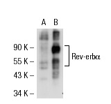 Rev-erbα (RS-14): sc-100910. Western blot analysis of Rev-erbα expression in non-transfected: sc-117752 (A) and mouse Rev-erbα transfected: sc-125901 (B) 293T whole cell lysates.