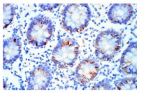 TRβ1 (J51): sc-737. Immunoperoxidase staining of formalin-fixed, paraffin-embedded normal human colon. Note nuclear staining of epithelial cells.