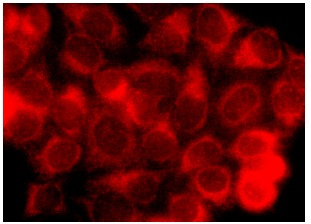 Bmx (C-17): sc-8874. Immunofluorescence staining of methanol-fixed HeLa cells showing cytoplasmic localization.