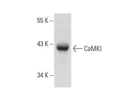 CaMKI (H-125): sc-33165. Western blot analysis of CaMKI expression in HL-60 whole cell lysate.