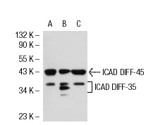 ICAD (FL-331): sc-9066. Western blot analysis of ICAD expression in non-transfected 293T: sc-117752 (A), mouse ICAD transfected 293T: sc-125479 (B) and HeLa (C) whole cell lysates.