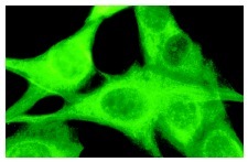 ERK 2 (K-23): sc-153. Immunofluorescence staining of methanol-fixed NIH/3T3 cells showing cytoplasmic localization.