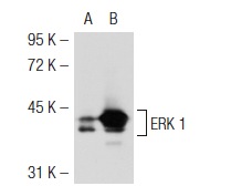ERK 2 (K-23): sc-153. Western blot analysis of ERK 1 expression in non-transfected: sc-117752 (A) and mouse ERK 1 transfected: sc-126806 (B) 293T whole cell lysates.