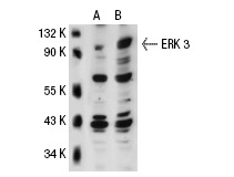 ERK 3 (D-23): sc-155. Western blot analysis of ERK 3 expression in non-transfected: sc-117752 (A) and human ERK 3 transfected: sc-113523 (B) 293T whole cell lysates.