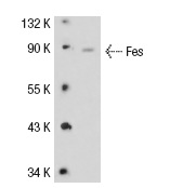 Fes (H-65): sc-25415. Western blot analysis of Fes expression in THP-1 whole cell lysate.