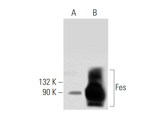 Fes (H-65): sc-25415. Western blot analysis of Fes expression in non-transfected: sc-117752 (A) and human Fes transfected: sc-159705 (B) 293T whole cell lysates.