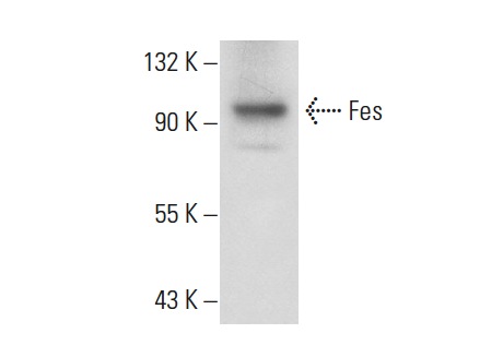 Fes (H-65): sc-25415. Western blot analysis of Fes expression in HL-60 whole cell lysate.