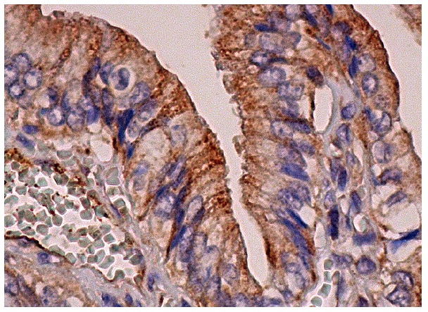 Fes (H-65): sc-25415. Immunoperoxidase staining of formalin fixed, paraffin-embedded human gall bladder tissue showing cytoplasmic staining of glandular cells.