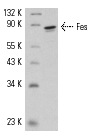 Fes (C-19): sc-7670. Western blot analysis of Fes expression in rat heart extract.