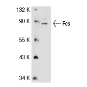 Fes (C-19): sc-7670. Western blot analysis of Fes expression in THP-1 whole cell lysate.