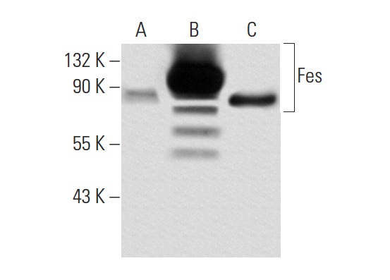 Fes (C-19): sc-7670. Western blot analysis of Fes expression in non-transfected 293T: sc-117752 (A), human Fes transfected 293T: sc-159705 (B) and THP-1 (C) whole cell lysates.