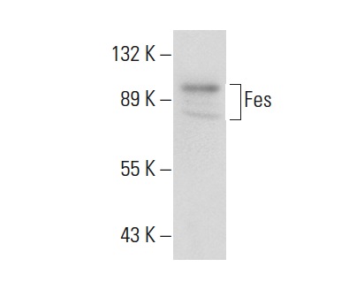 Fes (C-19): sc-7670. Western blot analysis of Fes expression in HL-60 whole cell lysate.