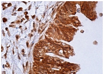 GAK (D-2): sc-137053. Immunoperoxidase staining of formalin fixed, paraffin-embedded human gall bladder tissue showing cytoplasmic and nuclear staining of glandular cells.