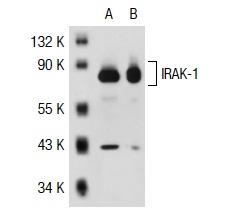 IRAK-1 (F-4): sc-5288. Western blot analysis of IRAK-1 expression in non-transfected: sc-117752 (A) and mouse IRAK-1 transfected: sc-121103 (B) 293T whole cell lysates.