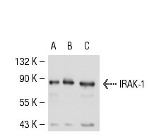 IRAK-1 (F-4): sc-5288. Western blot analysis of IRAK-1 expression in non-transfected 293T: sc-117752 (A), mouse IRAK-1 transfected 293T: sc-121103 (B) and HeLa (C) whole cell lysates.