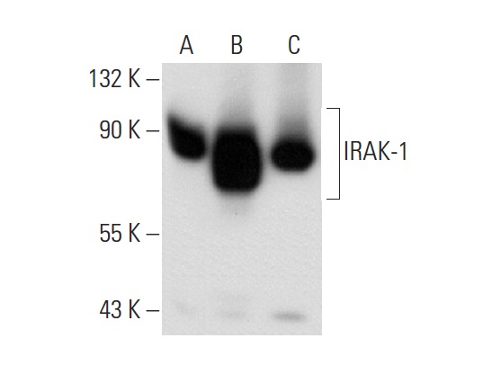 IRAK-1 (F-4): sc-5288. Western blot analysis of IRAK-1 expression in non-transfected 293T: sc-117752 (A), human IRAK-1 transfected 293T: sc-177399 (B) and K-562 (C) whole cell lysates.
