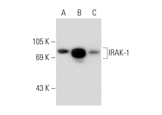 IRAK-1 (F-4): sc-5288. Western blot analysis of IRAK-1 expression in non-transfected 293T: sc-117752 (A), human IRAK-1 transfected 293T: sc-177400 (B) and MCF7 (C) whole cell lysates.