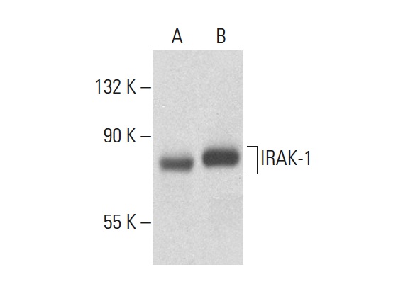 IRAK-1 (F-4): sc-5288. Western blot analysis of IRAK-1 expression in PC-3 (A) and SK-BR-3 (B) whole cell lysates.