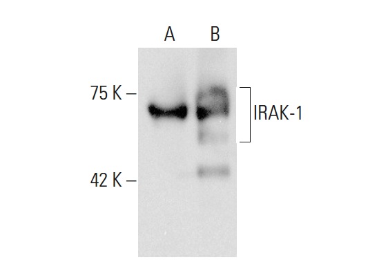IRAK-1 (F-4): sc-5288. Western blot analysis of IRAK-1 expression in non-transfected: sc-117752 (A) and human IRAK-1 transfected: sc-116528 (B) 293T whole cell lysates.