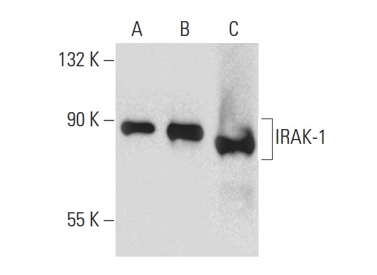 IRAK-1 (F-4): sc-5288. Western blot analysis of IRAK-1 expression in non-transfected 293T: sc-117752 (A), human IRAK-1 transfected 293T: sc-116528 (B) and T24 (C) whole cell lysates.