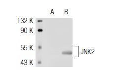 JNK (D-2): sc-7345. Western blot analysis of JNK2 expression in non-transfected: sc-117752 (A) and mouse JNK2 transfected: sc-125507 (B) 293T whole cell lysates.