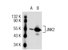 JNK (D-2): sc-7345. Western blot analysis of JNK2 expression in non-transfected: sc-117752 (A) and human JNK2 transfected: sc-115269 (B) 293T whole cell lysates.