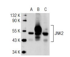 JNK (D-2): sc-7345. Western blot analysis of JNK2 expression in non-transfected 293T: sc-117752 (A), human JNK2 transfected 293T: sc-158651 (B) and K-562 (C) whole cell lysates.