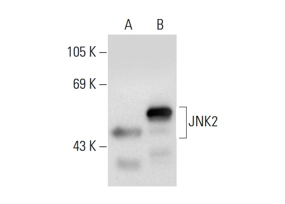 JNK (D-2): sc-7345. Western blot analysis of JNK2 expression in non-transfected: sc-117752 (A) and human JNK2 transfected: sc-158651 (B) 293T whole cell lysates.