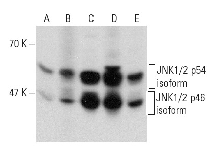 JNK1/2 (E-5): sc-137020. Western blot analysis of JNK1/2 expression in TNFα treated HeLa (A), UV irradiated HeLa (B), UV irradiated NIH/3T3 (C), PC-12 (D) and TNFα NIH/3T3 (E) whole cell lysates.