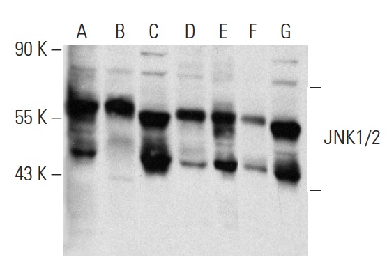 JNK1/2 (E-5): sc-137020. Western blot analysis of JNK1/2 expression in A-431 (A), KNRK (B), NIH/3T3 (C), HeLa (D), K-562 (E), 293T (F) and RAW 264.7 (G) whole cell lysates.