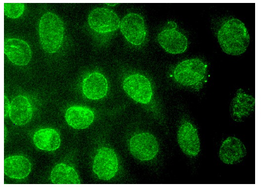 JNK1 (G-4): sc-398989. Immunofluorescence staining of methanol-fixed HeLa cells showing nuclear localization.