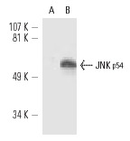 JNK (FL): sc-572. Western blot analysis of JNK p54 expression in COS (A) and JNK2-transfected COS (B) whole cell lysates.