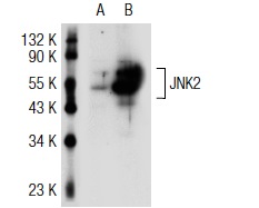 JNK (FL): sc-572. Western blot analysis of JNK2 expression in non-transfected: sc-117752 (A) and human JNK2 transfected: sc-115269 (B) 293T whole cell lysates.