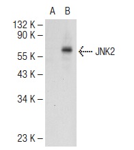 JNK (FL): sc-572. Western blot analysis of JNK2 expression in non-transfected: sc-117752 (A) and human JNK2 transfected: sc-158651 (B) 293T whole cell lysates.