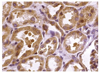 JNK (FL): sc-572. Immunoperoxidase staining of formalin fixed, paraffin-embedded human kidney tissue showing cytoplasmic staining of cells in glomeruli and tubules.
