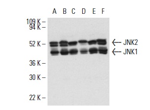 JNK1 (FL): sc-571. Western blot analysis of JNK1 and JNK2 expression in K-562 (A), A-431 (B), NIH/3T3 (C), HeLa (D), RAW 264.7 (E) and Jurkat (F) whole cell lysates.