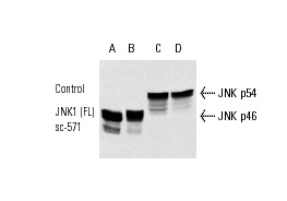 JNK (FL): sc-571. Western blot analysis of control (A,C) and UV-treated (B,D) JNK p46 (A,B) and JNK p54 (C,D) transfected COS cells.