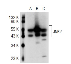 JNK (FL): sc-571. Western blot analysis of JNK2 expression in non-transfected 293T: sc-117752 (A), human JNK2 transfected 293T: sc-115269 (B) and HeLa (C) whole cell lysates.