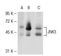 JNK (FL): sc-571. Western blot analysis of JNK3 expression in non-transfected: sc-117752 (A) and mouse JNK3 transfected: sc-121159 (B) 293T whole cell lysates and mouse brain tissue extract (C).