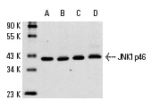 JNK1 (F-3): sc-1648. Western blot analysis of JNK1 p46 expression in HeLa (A), RAW 264.7 (B), A-431 (C) and Jurkat (D) whole cell lysates.