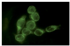 JNK1 (F-3) Alexa Fluor 488: sc-1648 AF488. Immunofluorescence staining of methanol-fixed HeLa cells showing cytoplasmic localization.